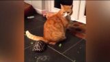 Ozzy adam değerlendirmeden edinildi: Kedi vs Kaplumbağa