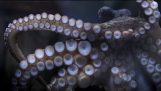 Verdens første Octopus fotograf