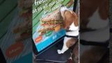 Ten pies po prostu chce kanapkę