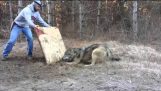Os caçadores resgataram lobo que pego no laço