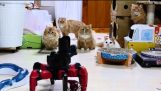 robotti armeija VS kissan perhe