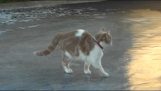 A cat on the ice