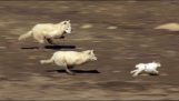 Haită de lupi urmarind un iepure de câmp