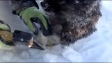 Rescue szczeniak uwięziony w lodzie