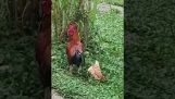 A hen plays dead to avoid the rooster