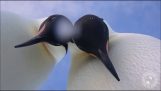 Penguins identifiera en GoPro kamera