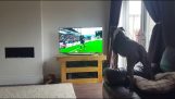 Ein Hund sucht Eber auf dem Fernseher