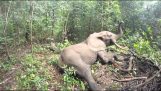 Un elefante se despierta después de la narcosis