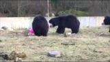 Medvedi i balon