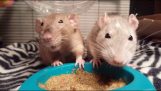 Due ratti che combattono per il cibo