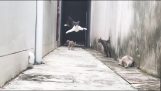 Ninja katt undviker imponerande rivaler