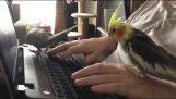 Parrots do not allow their owner to use the laptop