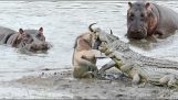Flodhester lagre en gnu fra krokodiller