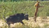 Buffalo lancerer en ung løve i luften