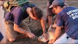 Biologii elimina un nas furculiță din plastic de o broască țestoasă