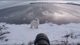Ľadový medveď približuje fotograf