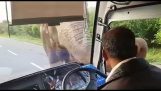 Un elefante chiede pedaggio da un bus