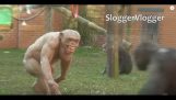 chimpanzés sans poils
