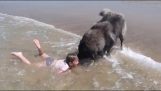 Câine încearcă să protejeze o fată mică de valurile