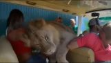 Lion jumping into a car with tourists (pity)