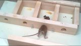 Wie kleines Loch kann eine Maus halten;