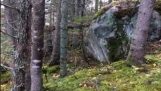 El bosque da la impresión de que respira (Quebec)