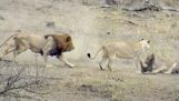 Leoas apanhar um javali, mas o leão macho estraga a refeição
