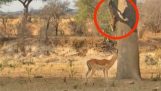 Leopard skjult i træ, hoppe og fange en antilope