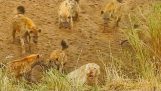 Omgiven av hyenor, ett lejon tvingar stödet