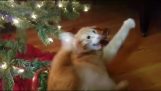 Cat napadá vánoční strom