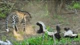 Badger спасява бебето от ноктите на леопард