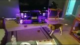 Куче търси перфектния скок преди да се увеличат на дивана