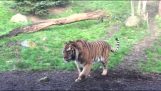 Aldri la en tiger fra lunsj søvn