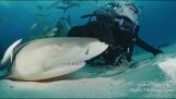Shark genießt die Liebkosungen eines Tauchers