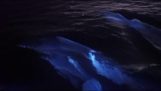 Delfiner simmar i bioluminescens