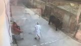 Why should not you hit a bull