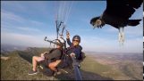 A vulture lands on a parachutist's selfie stick