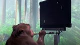 A monkey plays games with only its thought, thanks to an implant