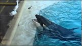 Kardszárnyú delfin használ csali fogni egy madár