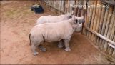 Três jovens rinocerontes choram pelo leite