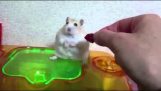 Hamster med traumatisert
