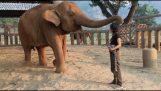 Egy elefánt, egy altató meghallgatása után alszik
