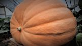 Timelapse: From seed to a 600 kg pumpkin