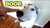 Booping собаку