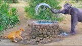 L'elefante getta l'acqua su un leone