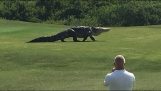巨大的鱷魚出現在高爾夫球場