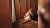 Wanneer een overgewicht kat is jeuk