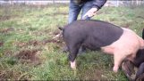 豚の尻尾を isiwseis する方法