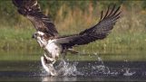 Osprey catching a fish in slow motion