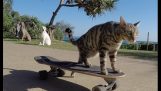 使滑板的猫